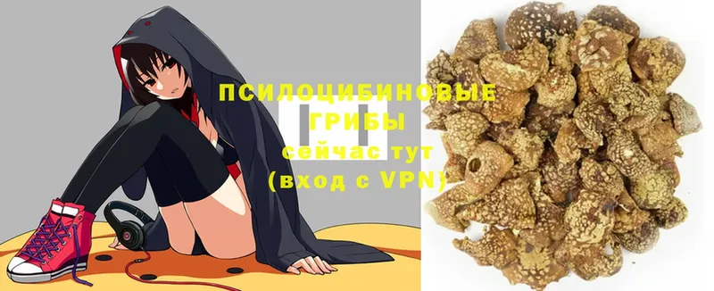 наркота  Черепаново  Псилоцибиновые грибы мицелий 